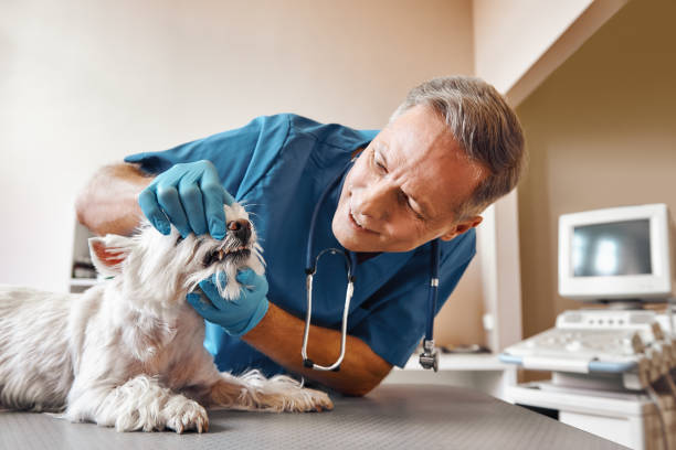 Best Broken or Cracked Tooth Emergency Dentist in Bement, IL